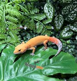 Magazoo Female Sunglow Leopard Gecko 05/02/26