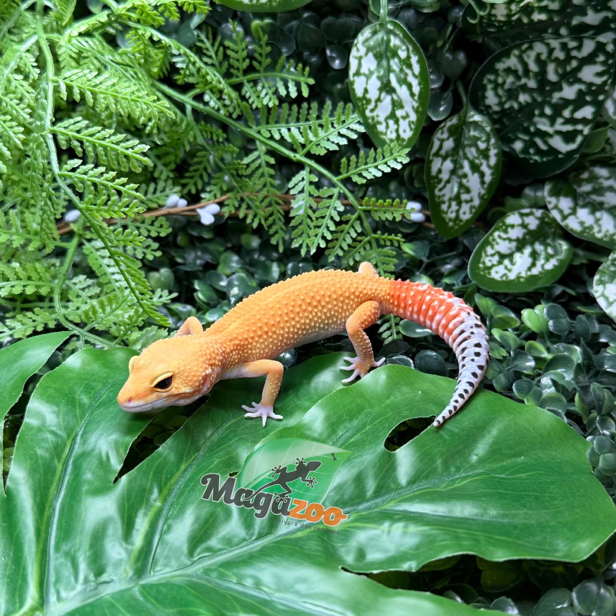 Magazoo Gecko léopard Sunglow femelle 02/05/26