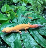 Magazoo Female Sunglow Leopard Gecko 05/02/26