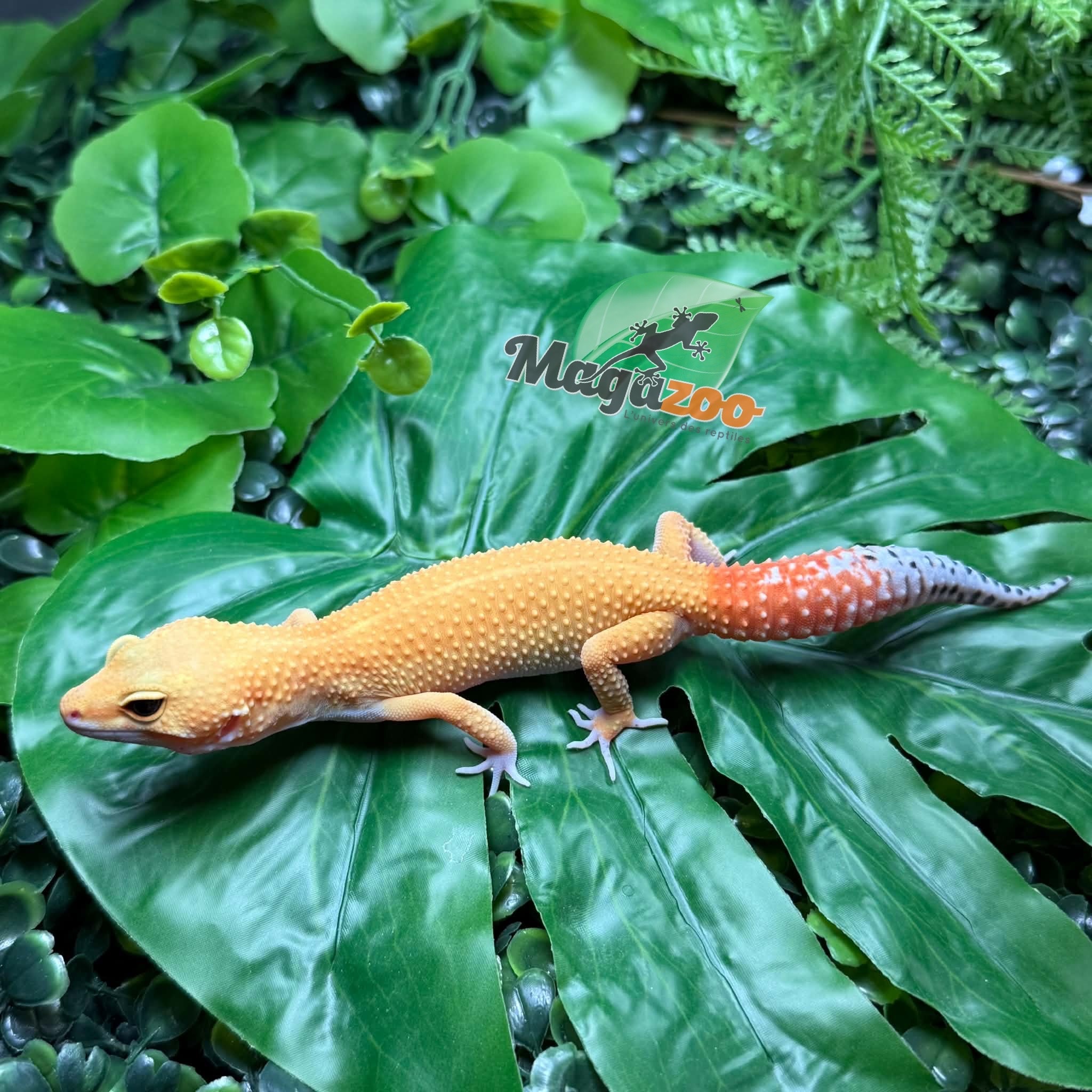 Magazoo Gecko léopard Sunglow femelle 02/05/26