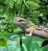 Magazoo Female Tangerine Blacknight Leopard Gecko 05/18/26