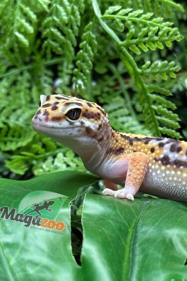 Magazoo Female Tangerine Blacknight Leopard Gecko 05/18/26
