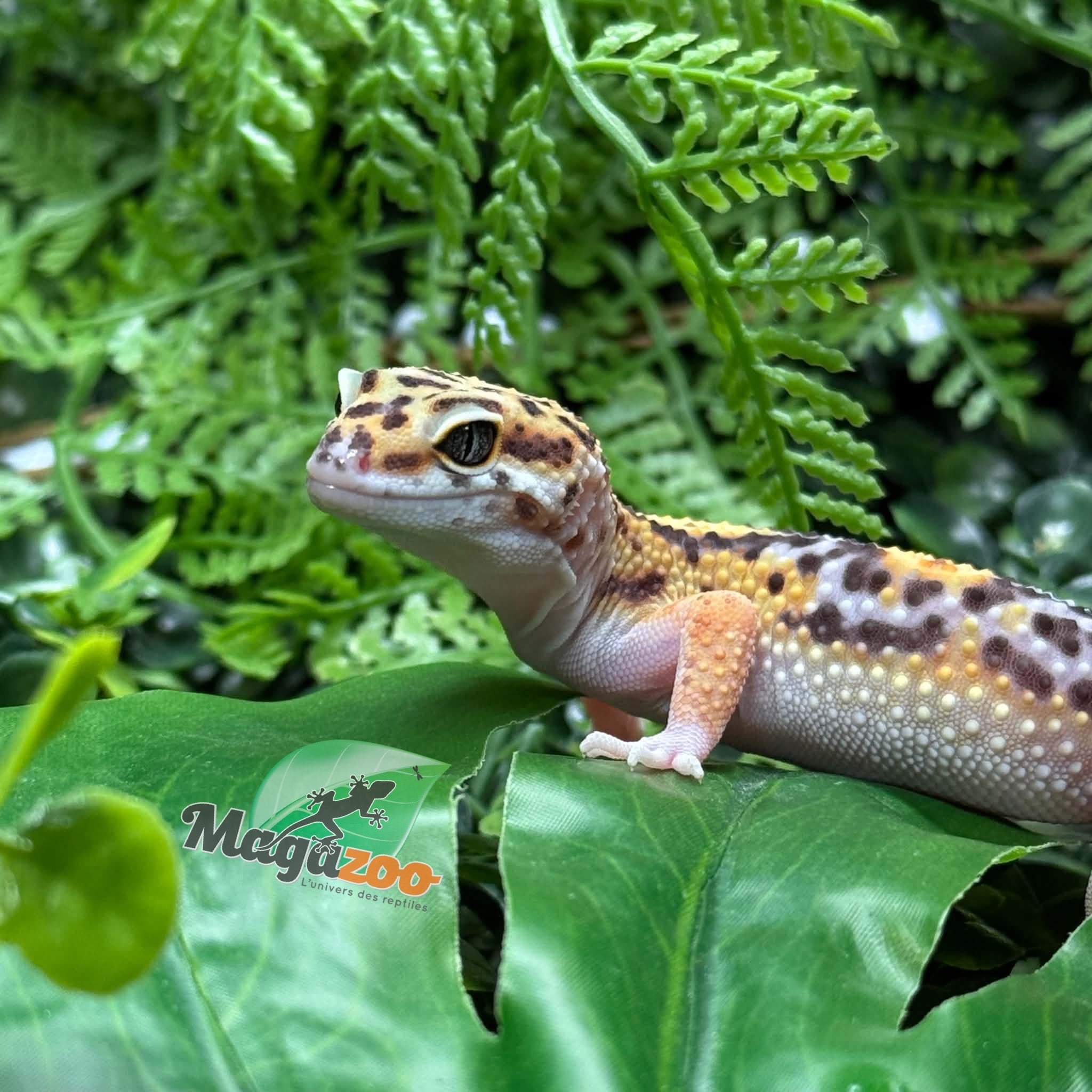 Magazoo Gecko léopard Tangerine Blacknight femelle 18/05/26