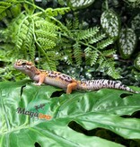 Magazoo Female Tangerine Blacknight Leopard Gecko 05/18/26