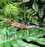 Magazoo Gecko léopard Tangerine Blacknight femelle 18/05/26