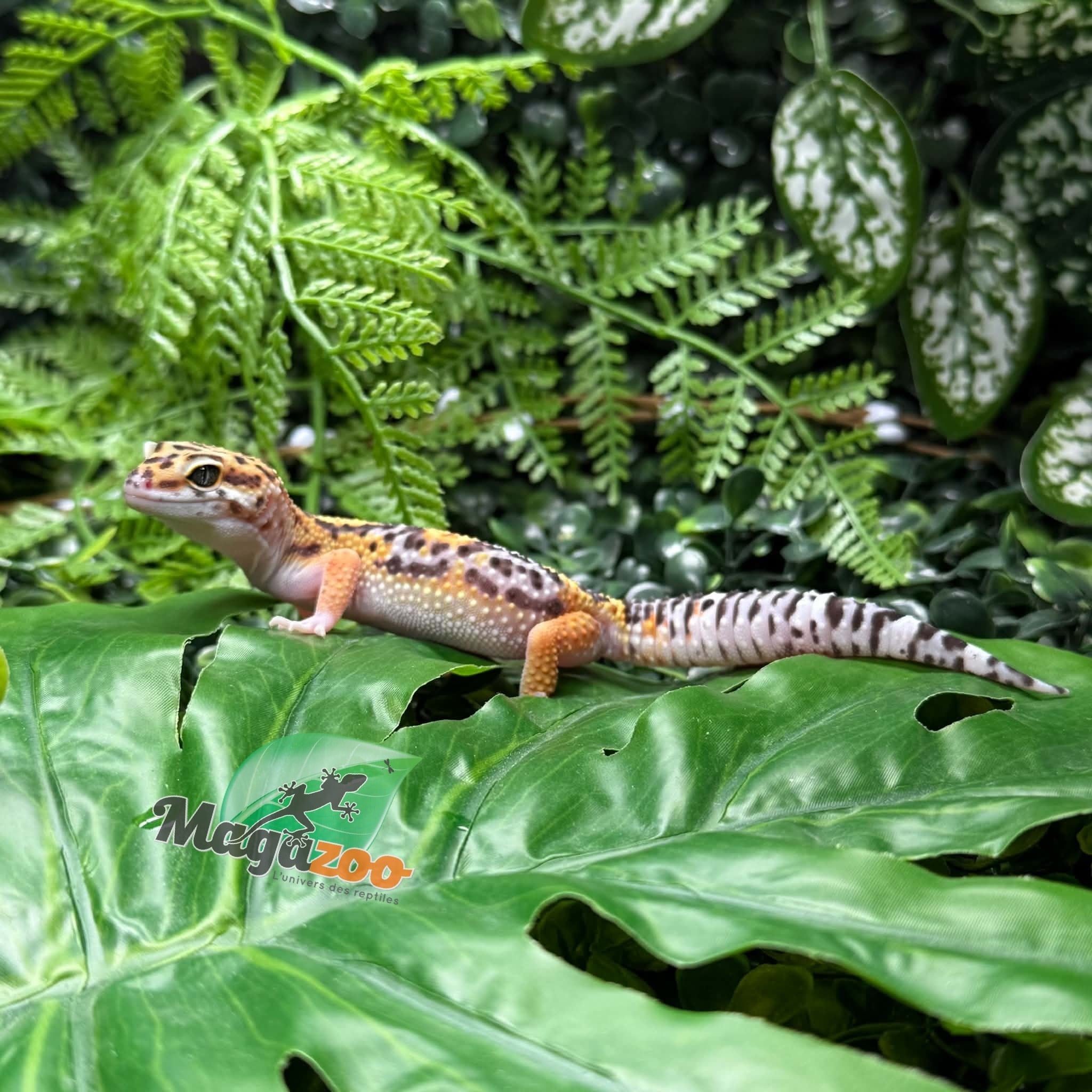 Magazoo Gecko léopard Tangerine Blacknight femelle 18/05/26
