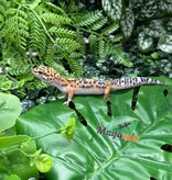 Magazoo Female Tangerine Blacknight Leopard Gecko 05/18/26