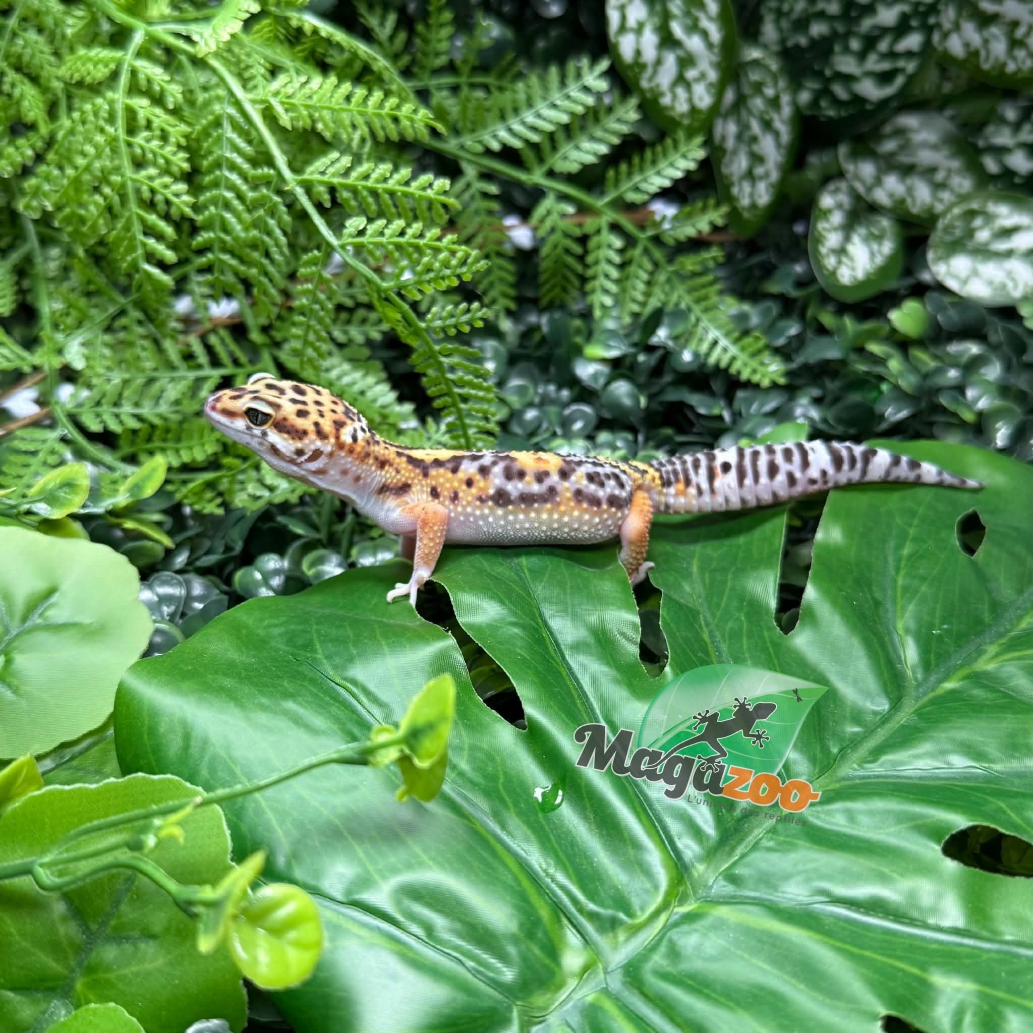 Magazoo Gecko léopard Tangerine Blacknight femelle 18/05/26