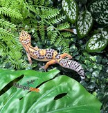Magazoo Female Tangerine Blacknight Leopard Gecko 05/18/26