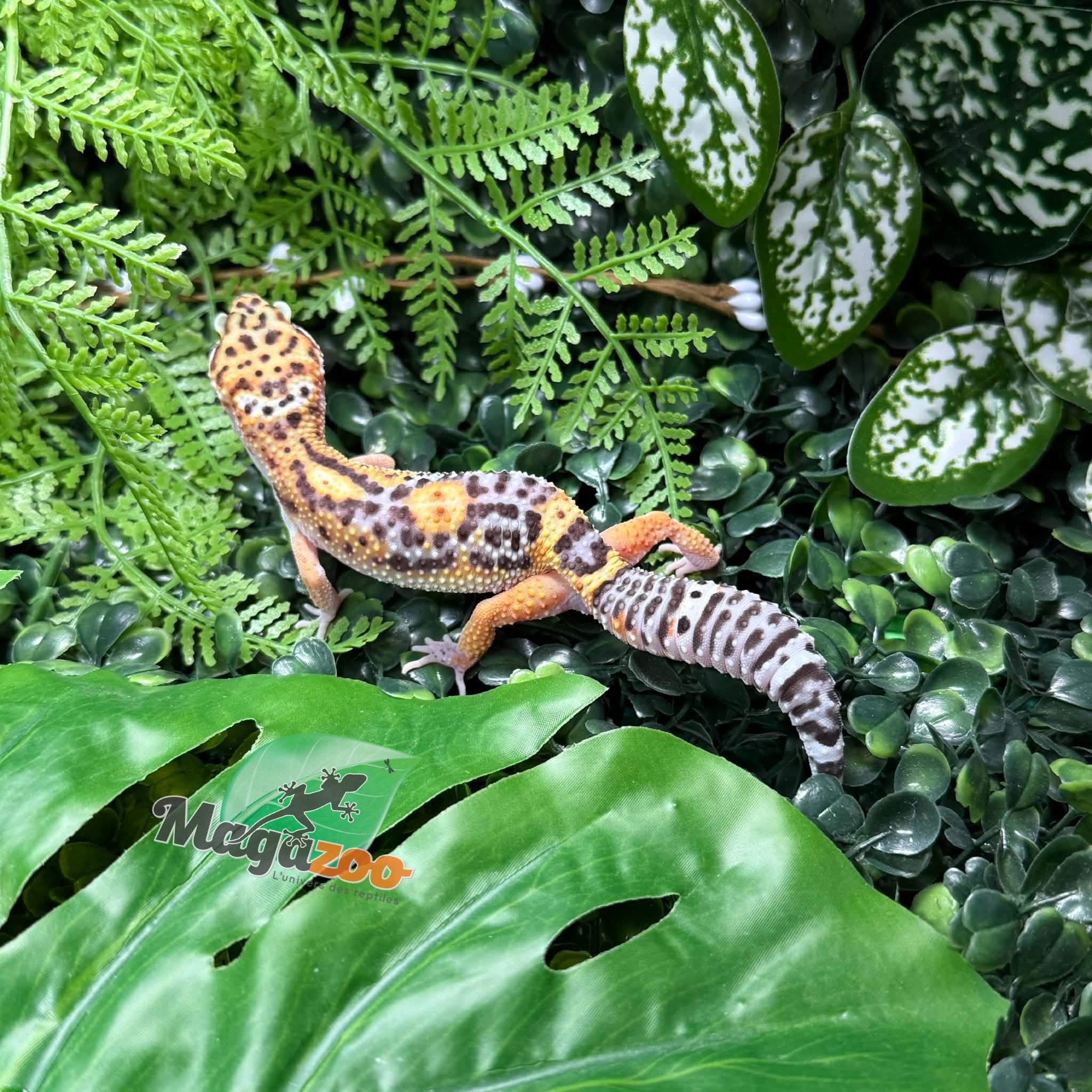 Magazoo Female Tangerine Blacknight Leopard Gecko 05/18/26