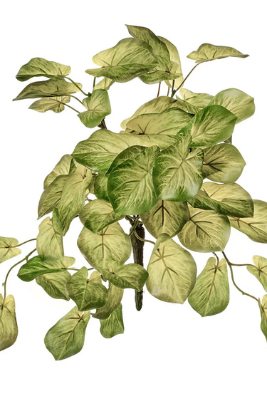 Magazoo D’alocasia vert et crème artificiel, 10''