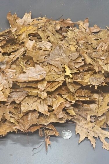 La Swamp Leafs -  Oak and maple leaves 3oz