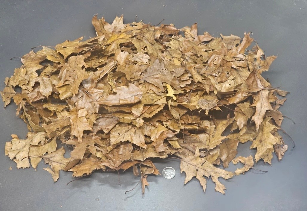La Swamp LA SWAMP LEAF-OAKM-3 Feuilles de chênes et d'érables 3oz
