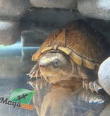 Magazoo Tortue musquée à tête plate Mâle adulte CB