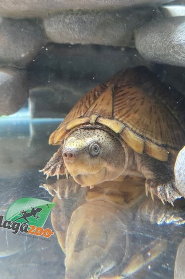 Magazoo Tortue musquée à tête plate Mâle adulte CB