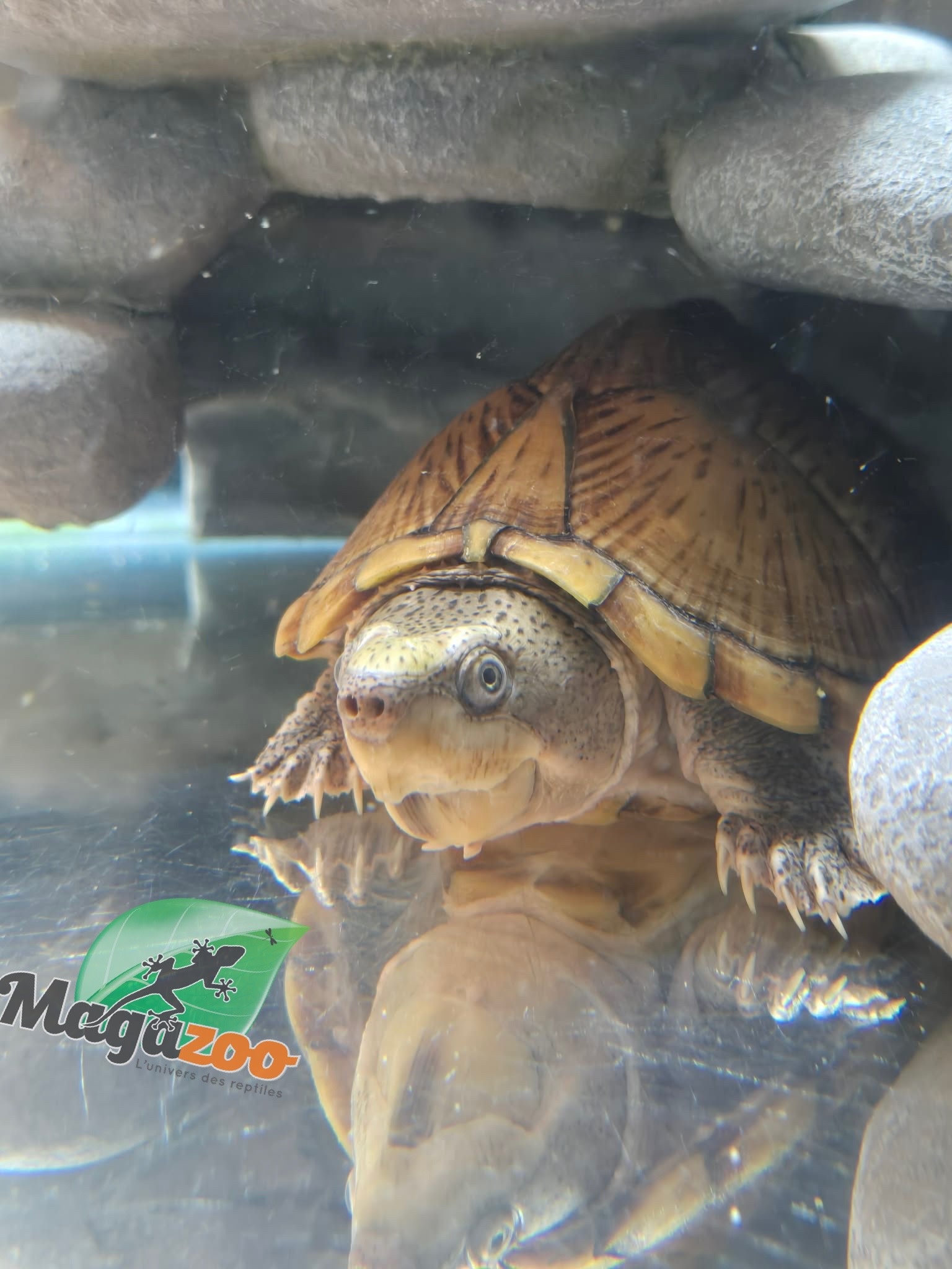 Magazoo Adult Male Loggerhead musk turtle CB