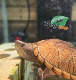 Magazoo Adult Male Loggerhead musk turtle CB