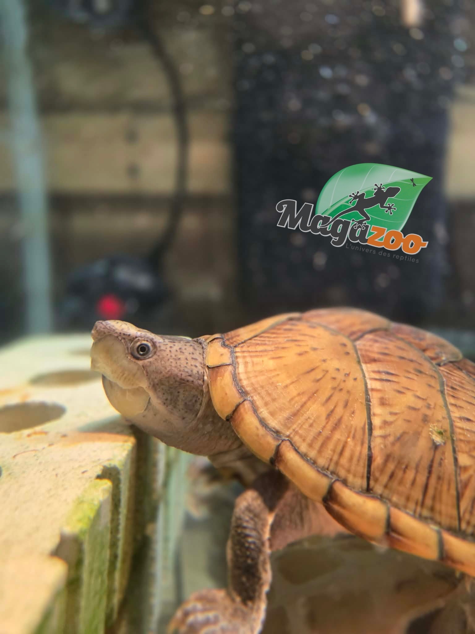Magazoo Tortue musquée à tête plate Mâle adulte CB