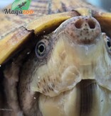 Magazoo Adult Male Loggerhead musk turtle CB
