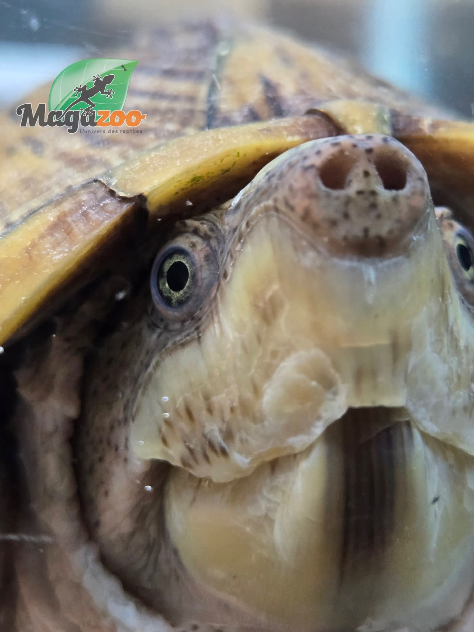 Magazoo Adult Male Loggerhead musk turtle CB