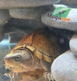 Magazoo Adult Male Loggerhead musk turtle CB