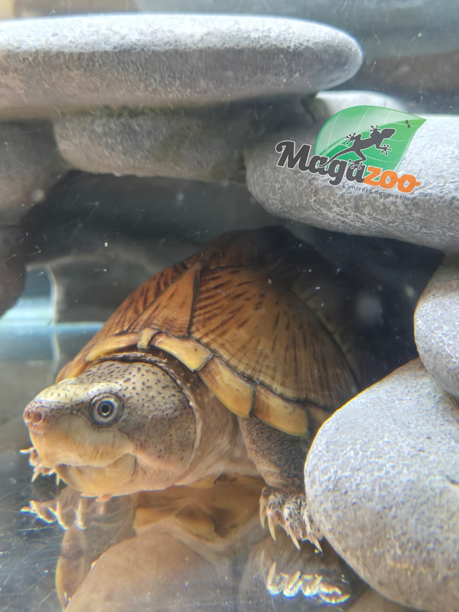 Magazoo Adult Male Loggerhead musk turtle CB
