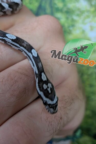 Magazoo Baby Anery (Het. Amel) Corn Snake #2 (08/23/2026)