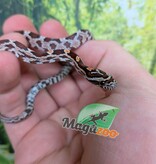 Magazoo Serpent des blés Régulier (Double Het. Amel Anery) Bébé #3 (23/08/2026)