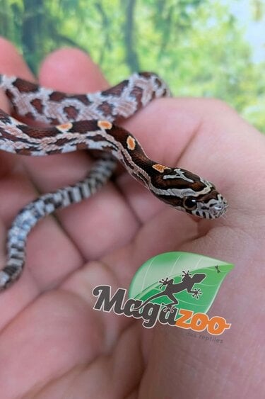 Magazoo Baby Regular (Double Het. Amel Anery) #3 08/23/2026)