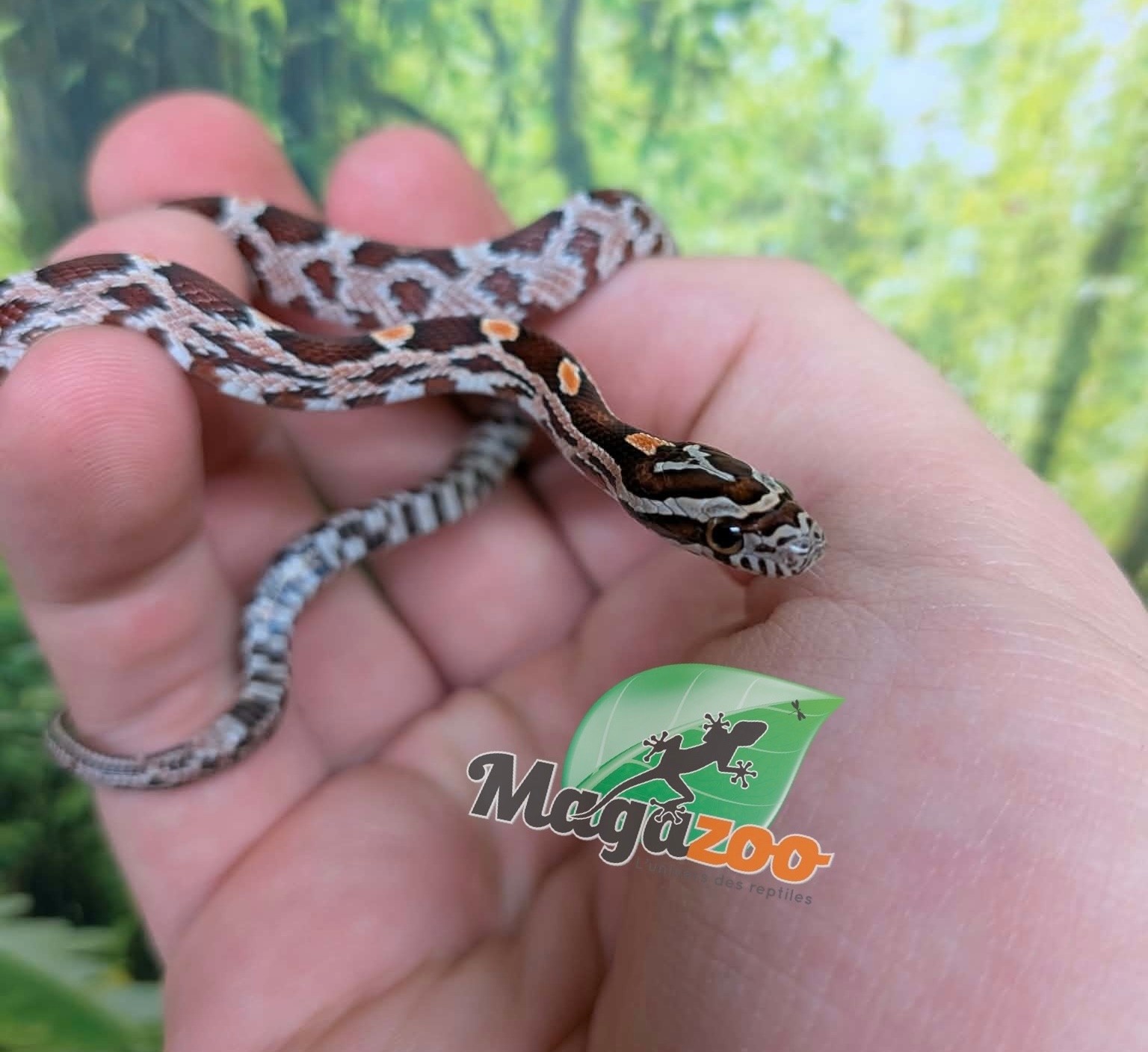 Magazoo Baby Regular (Double Het. Amel Anery) #3 08/23/2026)