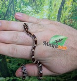 Magazoo Baby Regular (Double Het. Amel Anery) #3 08/23/2026)