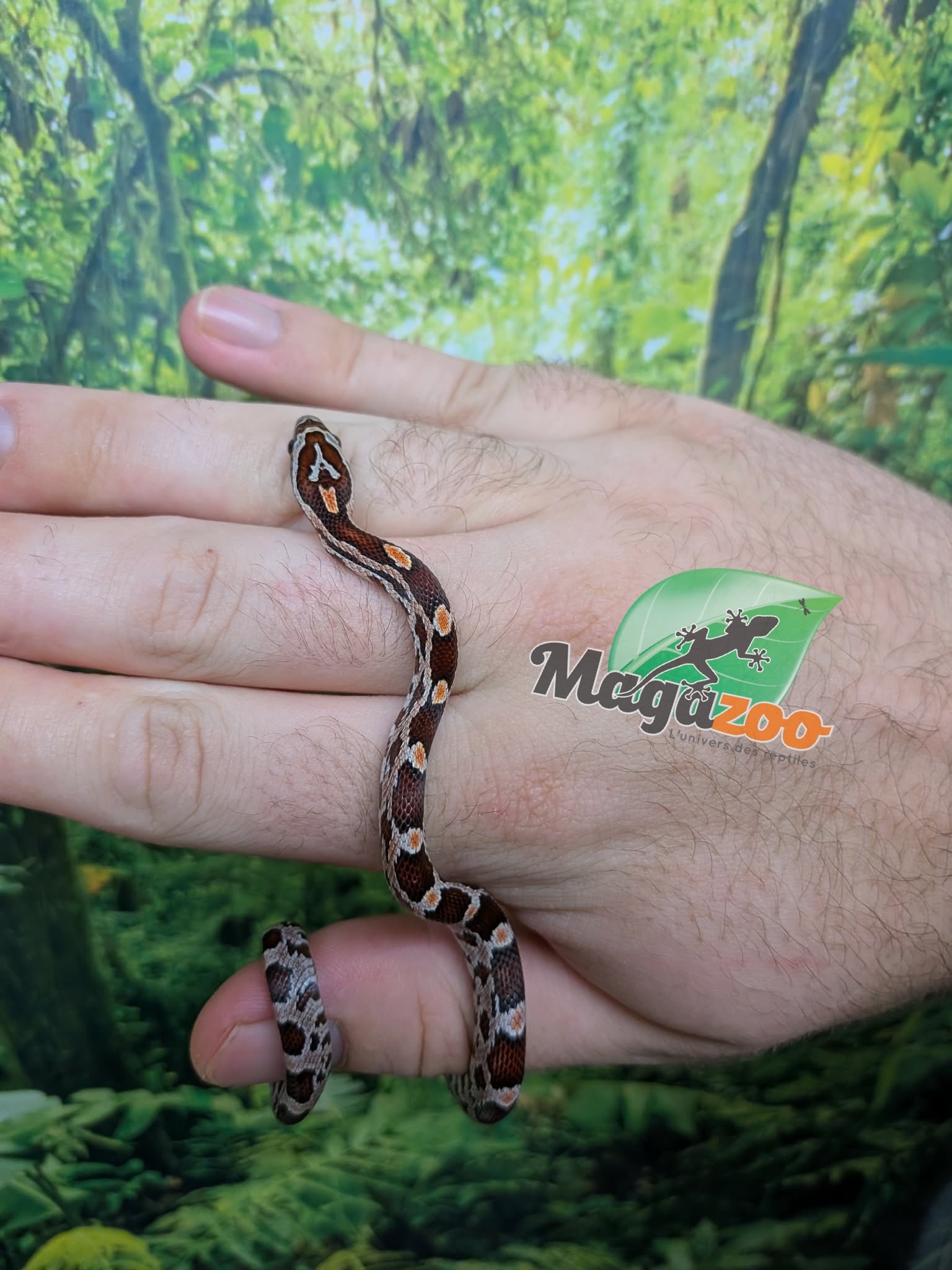 Magazoo Baby Regular (Double Het. Amel Anery) #3 08/23/2026)