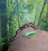 Magazoo Baby Regular (Double Het. Amel Anery) #3 08/23/2026)
