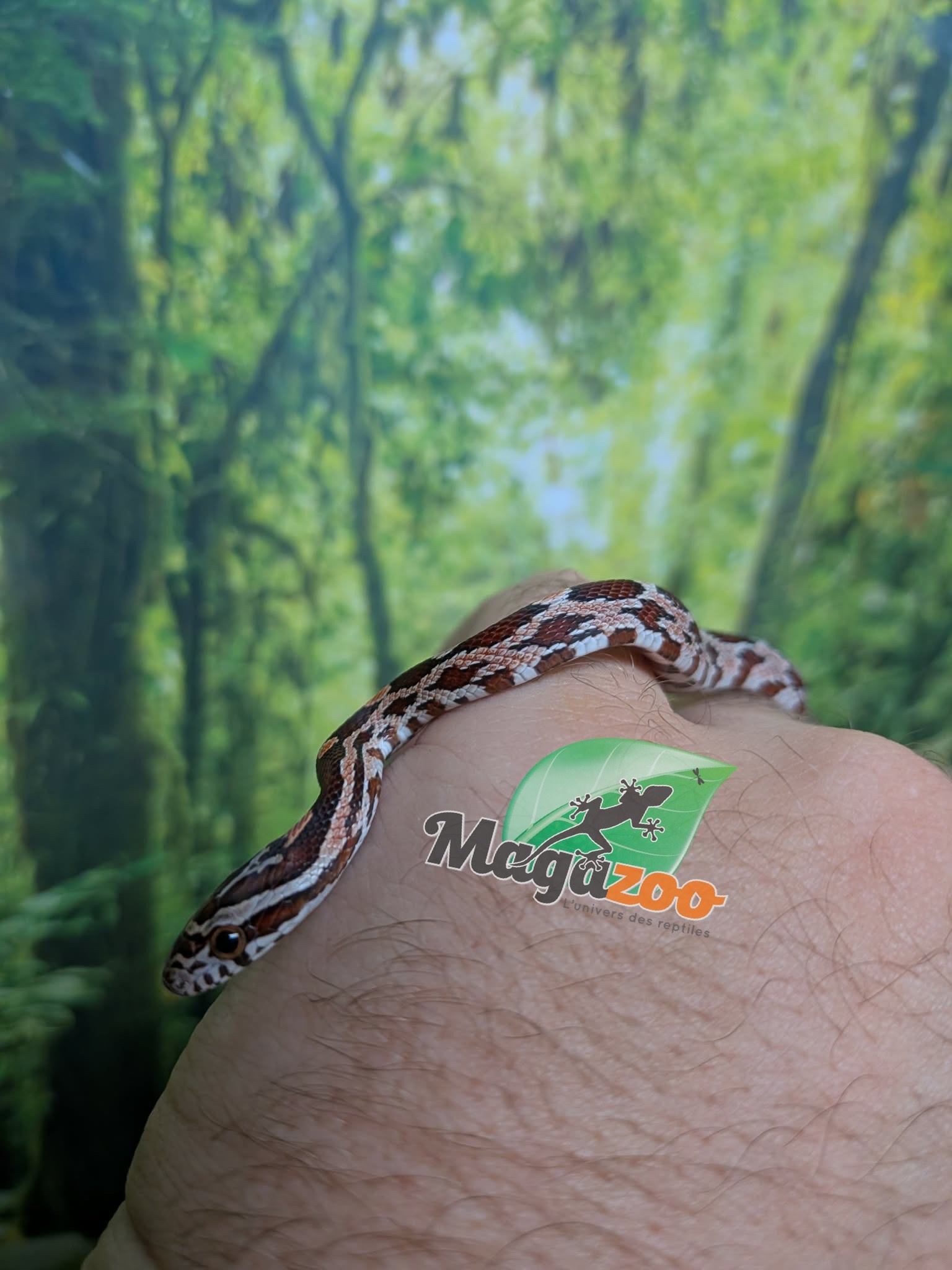Magazoo Baby Regular (Double Het. Amel Anery) #3 08/23/2026)