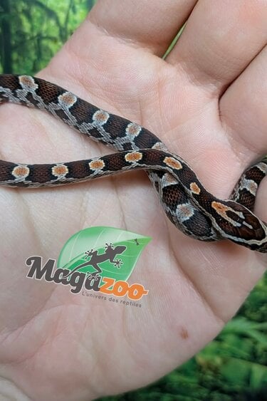 Magazoo Baby Regular Corn Snake (Double Het. Amel Anery) #2 (08/23/2026)