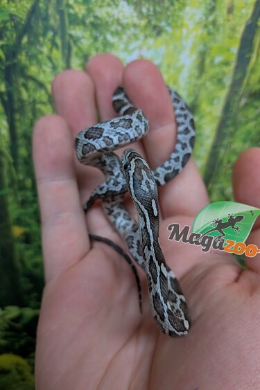 Magazoo Female Anery Corn snake  Born 07/05/26