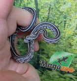 Magazoo Serpent des blés Tessera Anery (Het. Amel) Bébé #2 (23/08/2026)