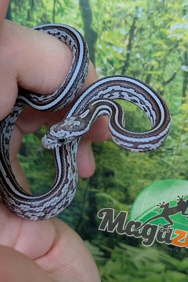 Magazoo Baby Tessera Anery (Het. Amel) Corn Snake #2 (08/23/2026)