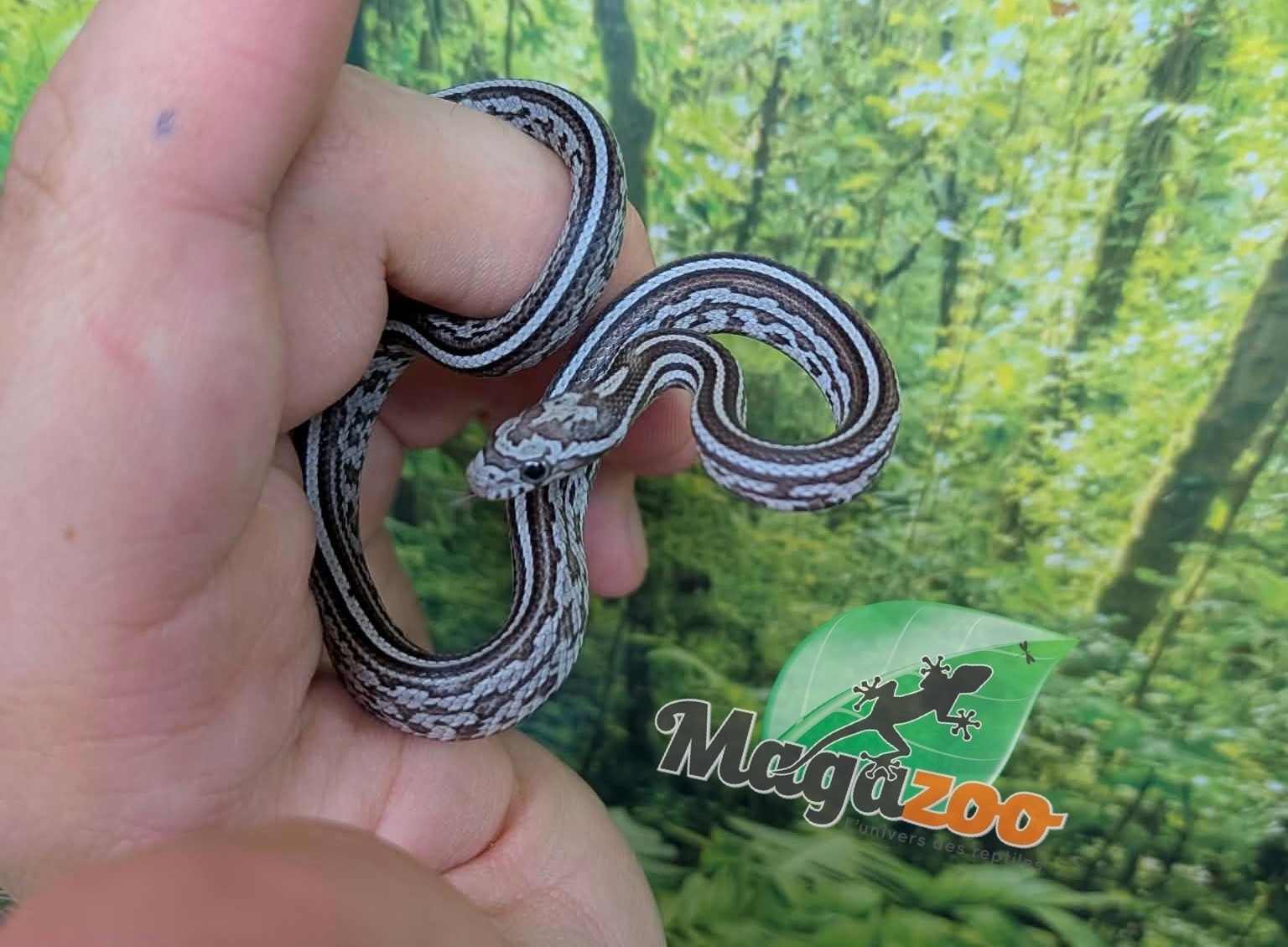 Magazoo Baby Tessera Anery (Het. Amel) Corn Snake #2 (08/23/2026)