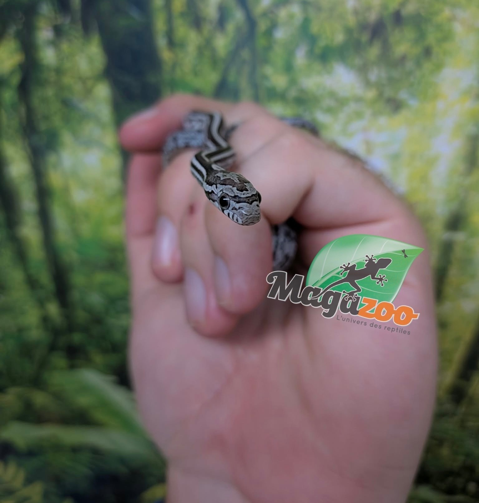 Magazoo Baby Tessera Anery (Het. Amel) Corn Snake #2 (08/23/2026)