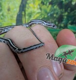 Magazoo Baby Tessera Anery (Het. Amel) Corn Snake #2 (08/23/2026)