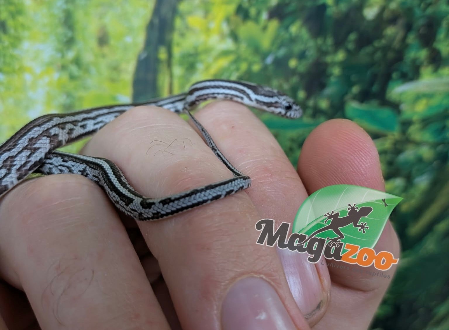 Magazoo Baby Tessera Anery (Het. Amel) Corn Snake #2 (08/23/2026)
