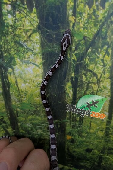 Magazoo Serpent des blés Régulier (Double Het. Amel Anery) Bébé #5 (23/08/2026)