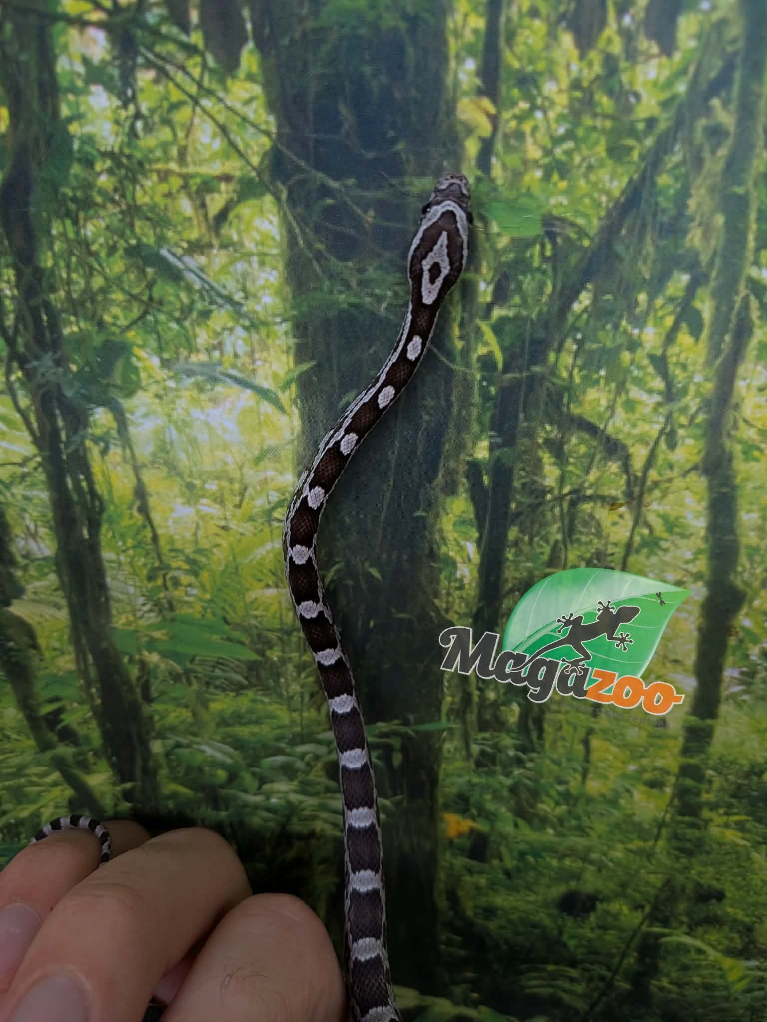 Magazoo Serpent des blés Régulier (Double Het. Amel Anery) Bébé #5 (23/08/2026)