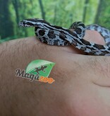 Magazoo Baby Regular (Double Het. Amel Anery) Corn Snake #5 (08/23/2026)