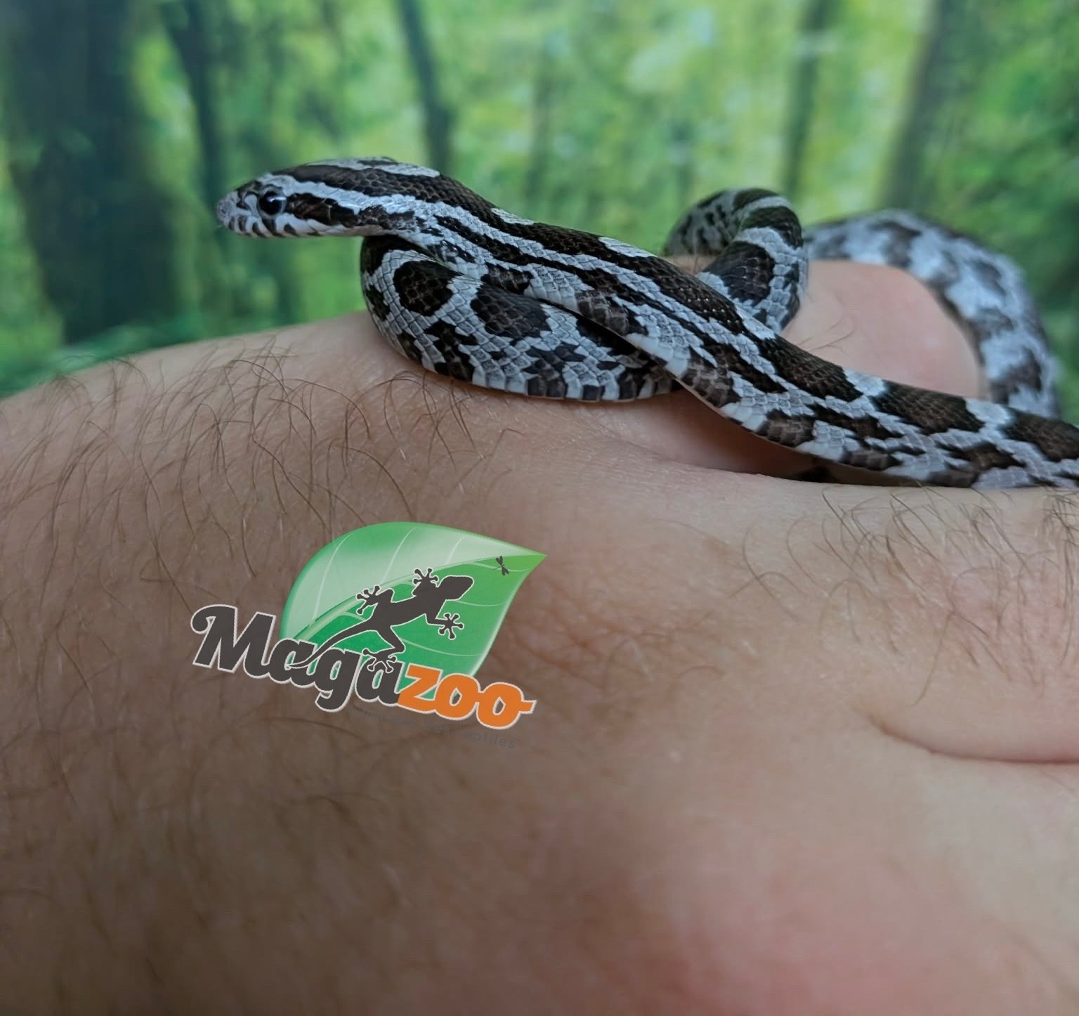 Magazoo Baby Regular (Double Het. Amel Anery) Corn Snake #5 (08/23/2026)