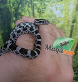 Magazoo Baby Regular (Double Het. Amel Anery) Corn Snake #5 (08/23/2026)