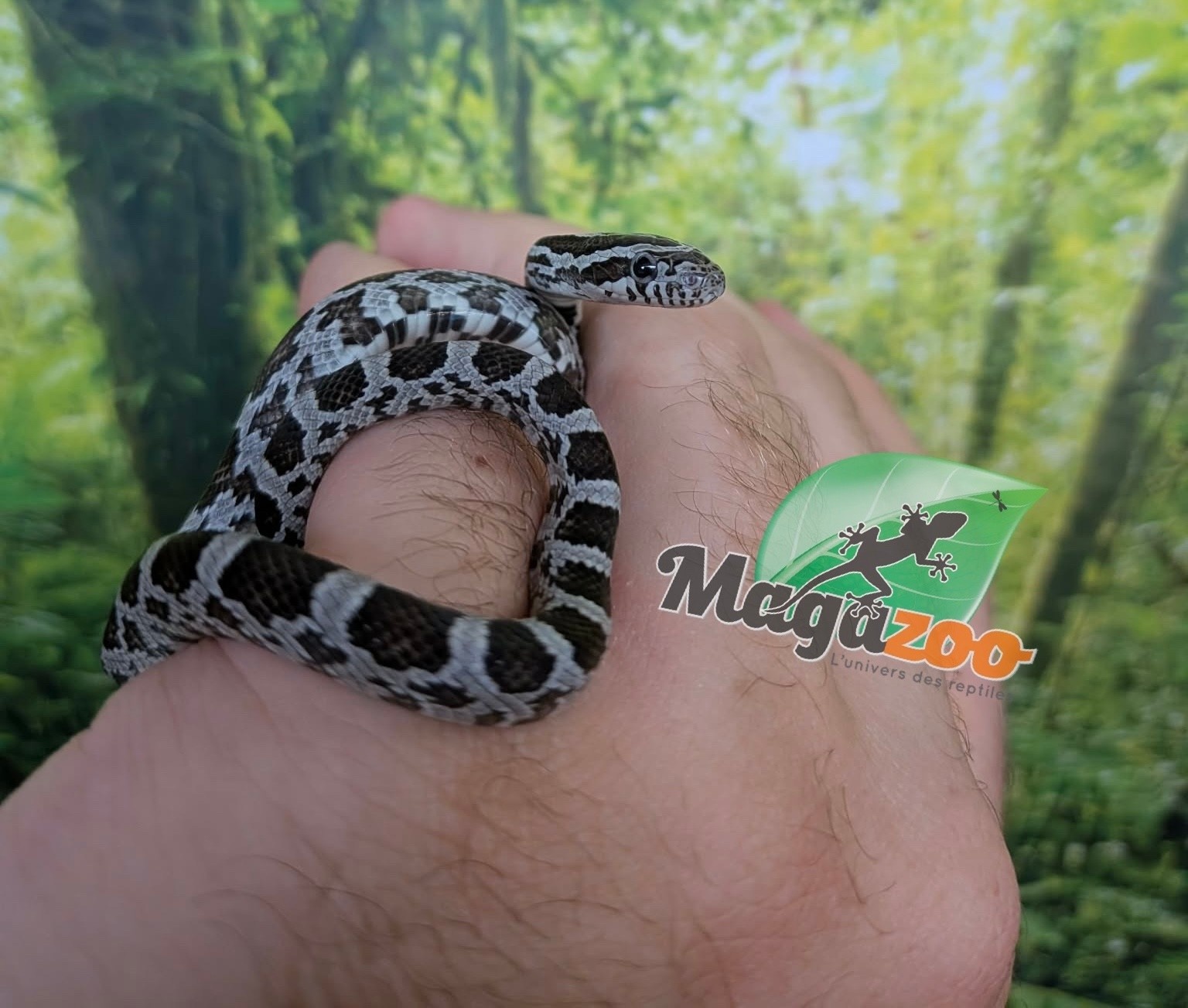 Magazoo Baby Regular (Double Het. Amel Anery) Corn Snake #5 (08/23/2026)