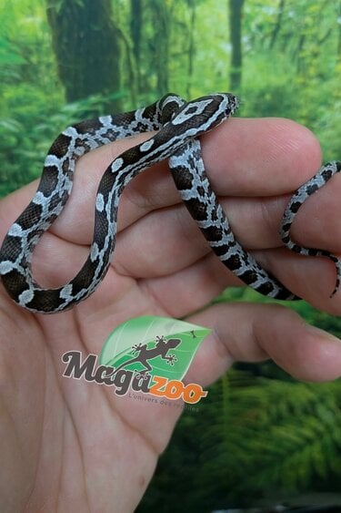 Magazoo Baby Corn Snake Anery (Het. Amel) #1 (08/23/2026)