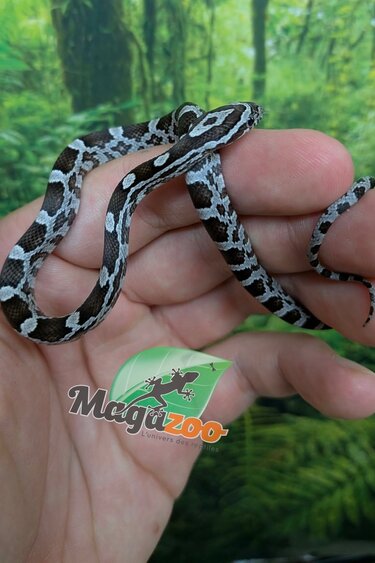 Magazoo Serpent des blés Anery (Het. Amel) Bébé #1 (23/08/2026)